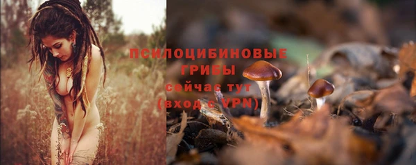 гашик Алексин