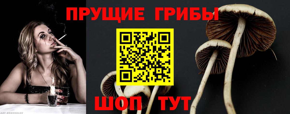 Псилоцибиновые грибы Cubensis Сорочинск